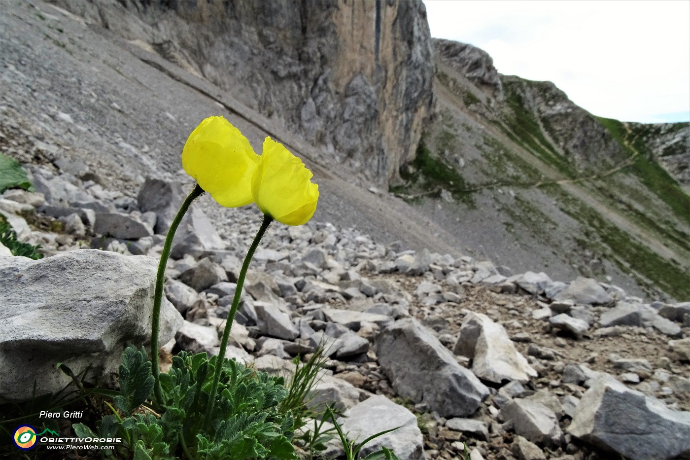 38 Nel Mandrone Papavero alpino (Papaver rhaeticum).JPG